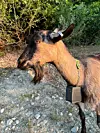 Goats graze Magic Mountain, test new technology | Local News | reformer.com