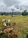 Goats graze Magic Mountain, test new technology | Local News | reformer.com