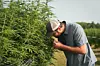 Keepin’ it green this 420: Sunset Lake Cannabis Vermont’s only climate ...