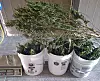 Cannabis farm owners help set up sting to catch individuals who ...