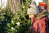 PHOTOS: Finding the right tree | Multimedia | reformer.com