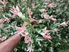 Homeyer | Notes from the Garden: Pollen, allergies and plants ...