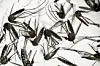 Buzz kill: Keep away the mosquitoes with these tips | Ovation ...